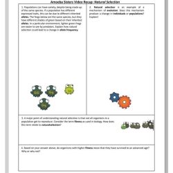 Amoeba sisters natural selection answer key