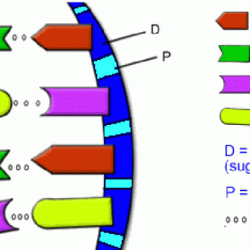 Dna coloring worksheet pdf answer key