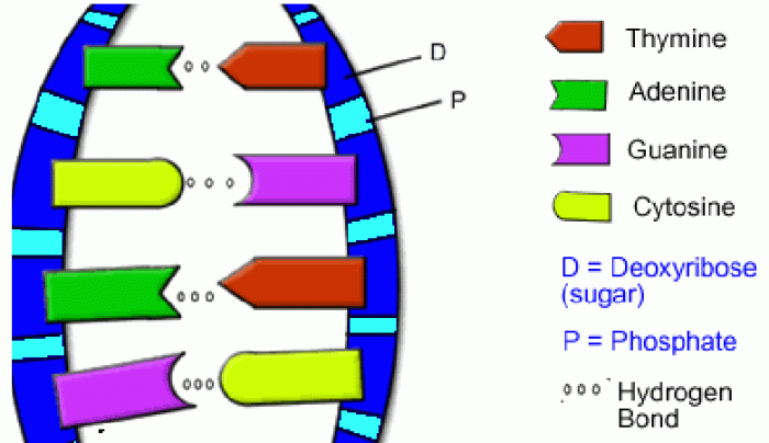 Dna coloring worksheet pdf answer key