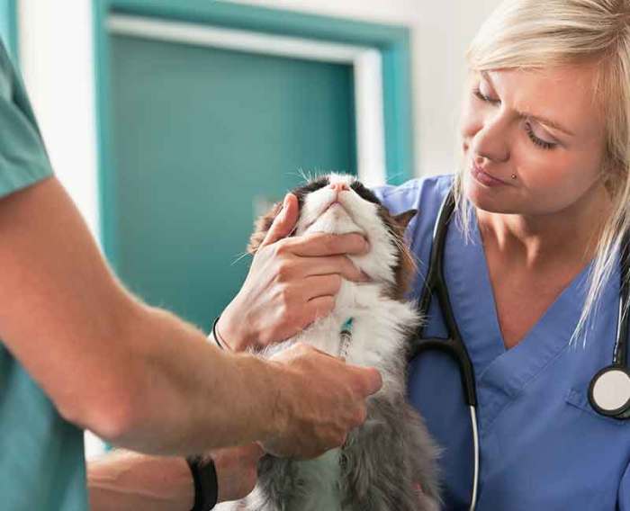 Jugular blood draw dog complications