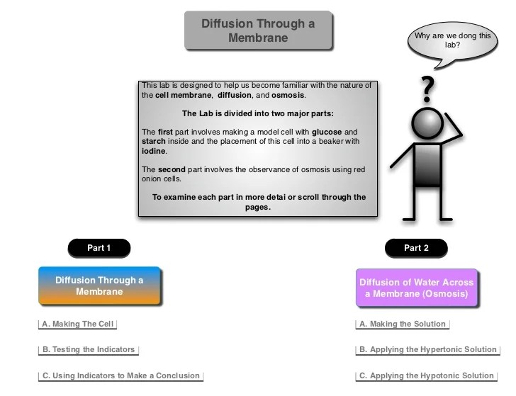 Diffusion through a membrane lab answers