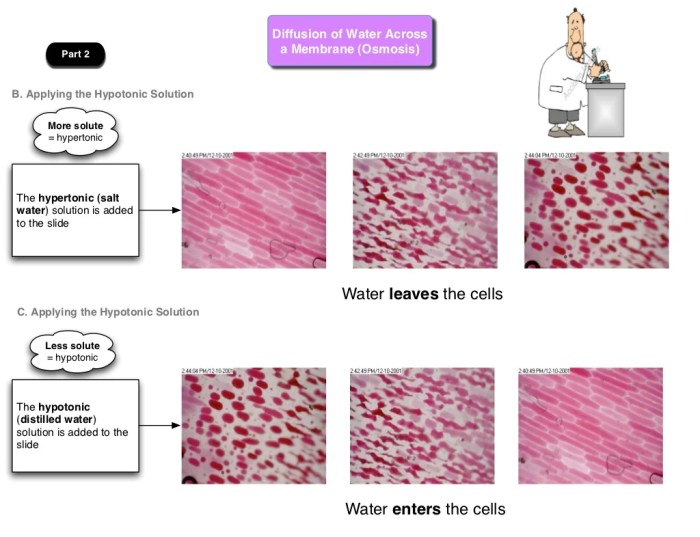 Diffusion membrane conclusion