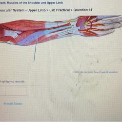 What is the origin of the highlighted muscle