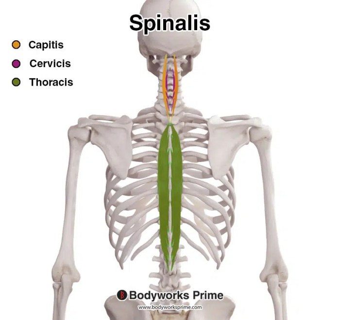 What is the origin of the highlighted muscle